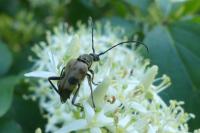 Pachytodes cerambyciformis