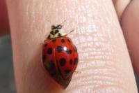 Harmonia axyridis