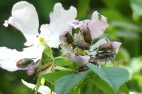 Phyllopertha horticola