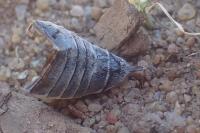 Melolontha hippocastani