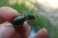 Carabus auratus