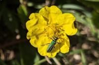Oedemera nobilis