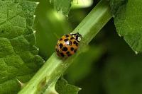 Harmonia axyridis