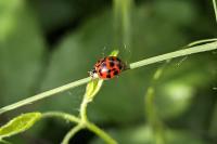 Harmonia axyridis