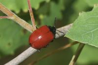 Chrysomela populi