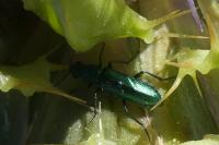 Psilothrix viridicoerulea