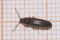 Nothodes parvulus