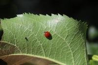Harmonia axyridis