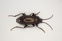 Stenomax aeneus