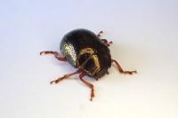 Chrysolina bankii