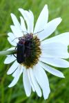 Cantharis rustica