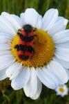 Trichodes alvearius