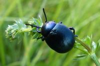 Timarcha goettingensis