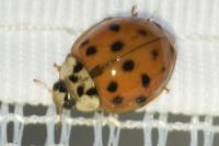 Harmonia axyridis