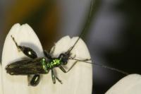 Oedemera nobilis