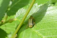 Xanthogaleruca luteola
