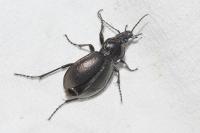 Carabus nemoralis