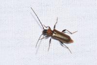 Phymatodes testaceus