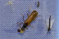 Rhagonycha lignosa