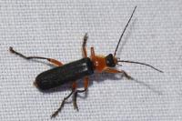 Cantharis pellucida