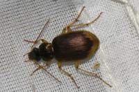 Chlaenius vestitus