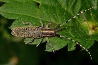 Agapanthia villosoviridescens