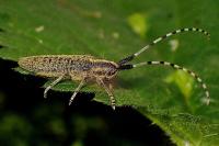 Agapanthia villosoviridescens