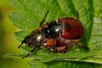 Phyllopertha horticola