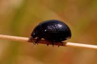 Chrysolina haemoptera