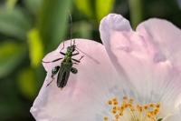 Oedemera nobilis