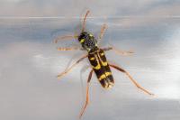 Xylotrechus arvicola