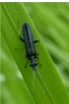 Oedemera
