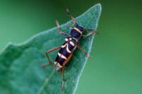Clytus arietis