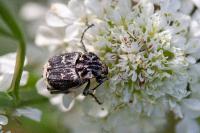 Valgus hemipterus