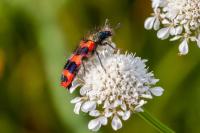 Trichodes alvearius