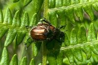 Phyllopertha horticola