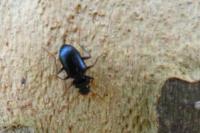 Leistus spinibarbis