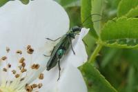 Oedemera nobilis