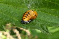 Coccinella