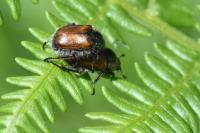 Phyllopertha horticola