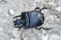 Typhaeus typhoeus