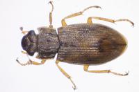 Helophorus minutus