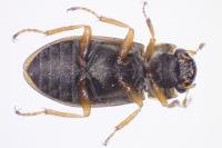 Helophorus minutus