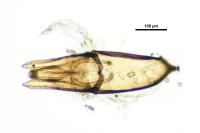 Helophorus minutus