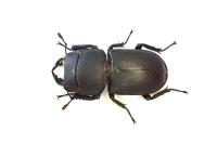 Dorcus parallelipipedus