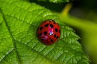 Harmonia axyridis