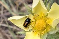 Cryptocephalus vittatus