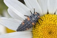 Coccinella septempunctata