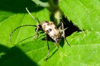 Pachytodes cerambyciformis