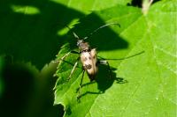 Pachytodes cerambyciformis